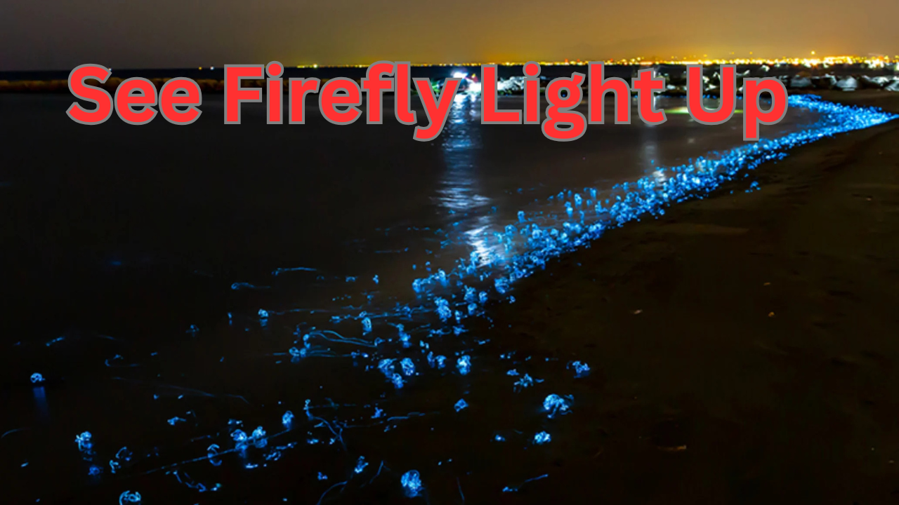 See Firefly Light Up Toyama Bay, Japan