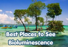 10 Best Places to See Bioluminescence Around the World