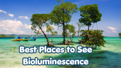 10 Best Places to See Bioluminescence Around the World