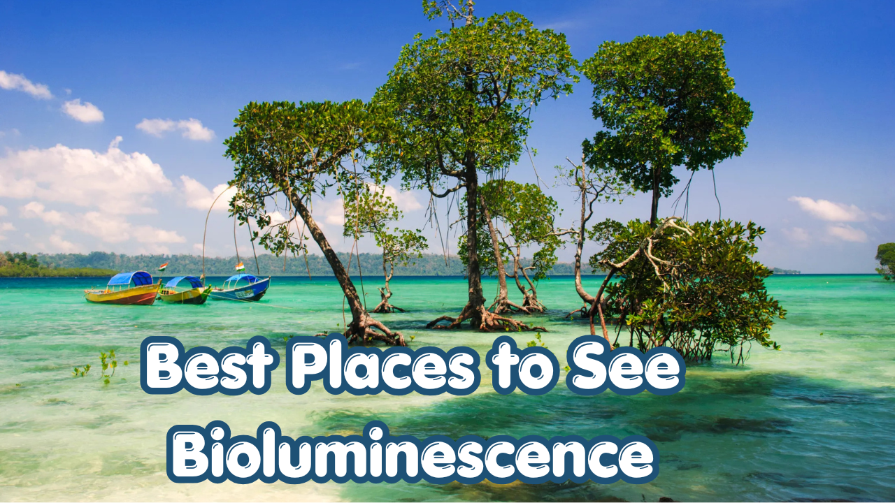 10 Best Places to See Bioluminescence Around the World