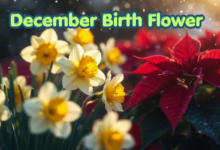 December Birth Flower: Meaning, Care and Winter Decor Ideas