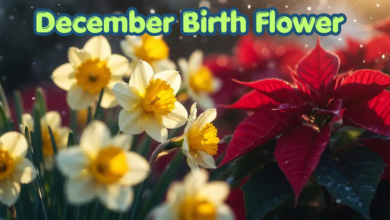 December Birth Flower: Meaning, Care and Winter Decor Ideas